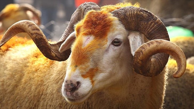 Kurban Bayramı tatili 9 gün oldu mu?