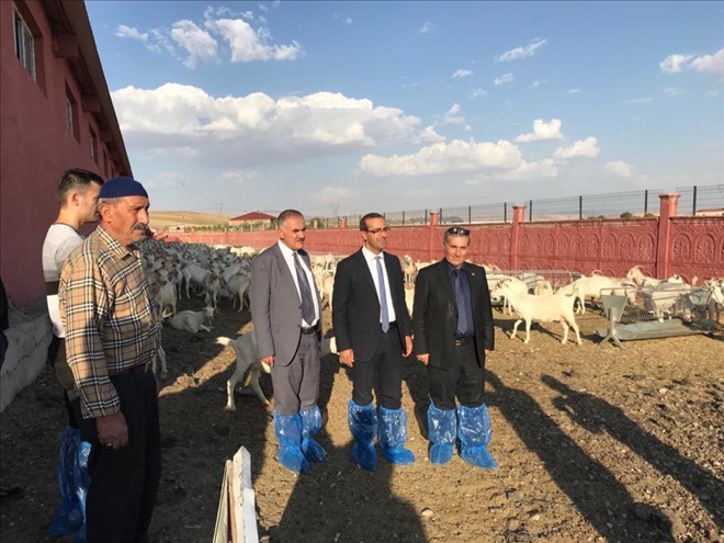DEVLET DESTEKLİ KEÇİ SÜTÜ ÇİFTLİĞİ ZİYARET EDİLEREK İNCELENDİ