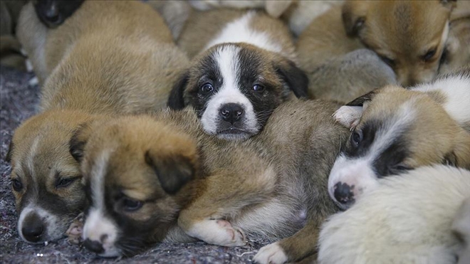 BULANIK´TA KÖPEĞE ŞİDDET UYGULAYAN BELEDİYE ÇALIŞANLARI GÖREVDEN UZAKLAŞTIRILDI