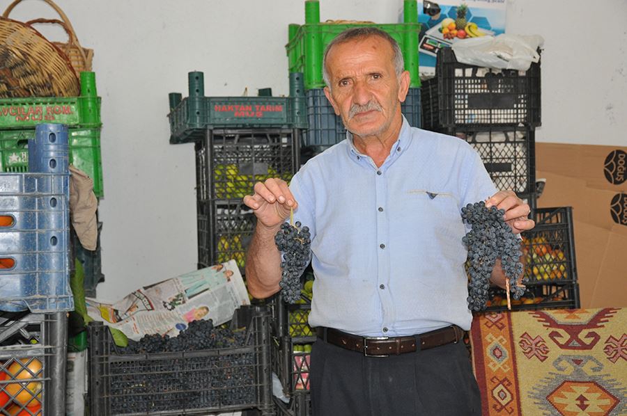 MUŞ ÜZÜMÜ, TEZGAHLARI SÜSLÜYOR