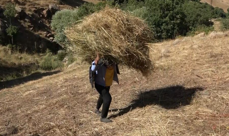 TRAKTÖRLERİN GİREMEDİĞİ ARAZİLERDE OTLARI SIRTLARINDA TAŞIYORLAR