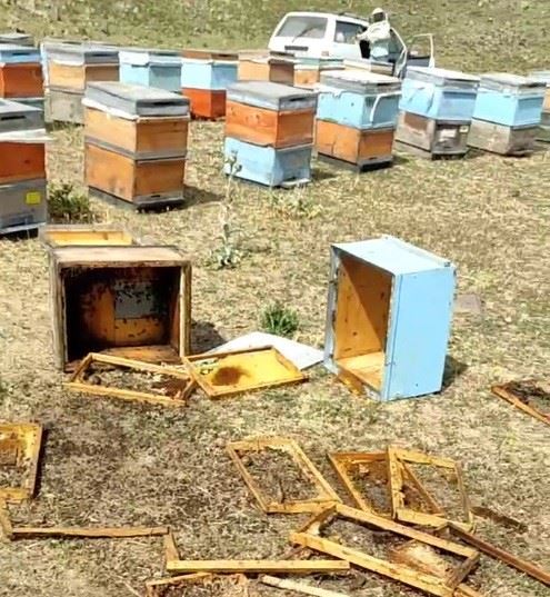 AÇ KALAN AYILAR KOVANLARI PARÇALADI