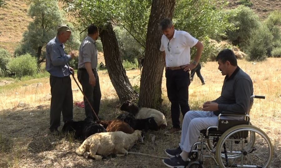 SÜRÜYE SALDIRAN KURTLAR 35 KOYUNU TELEF ETTİ