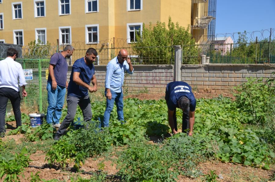 ATIL DURUMDAKİ OKUL ARAZİSİNDE YETİŞTİRİLEN SEBZELERİN HASADI YAPILDI