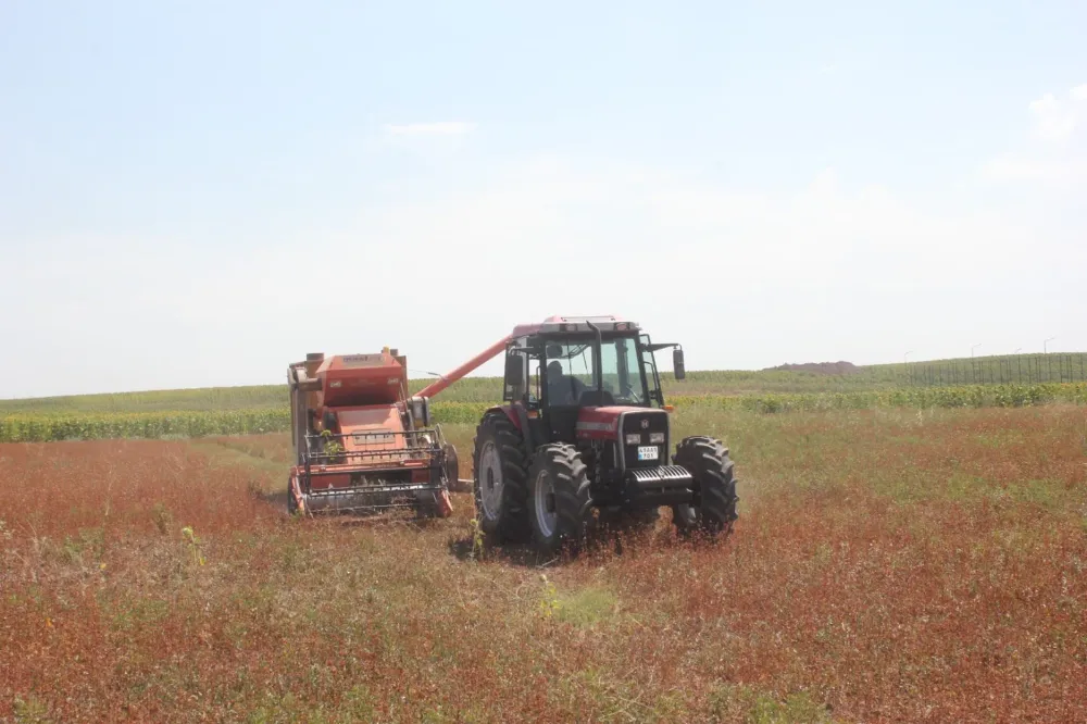 BÜYÜK UMUTLARLA EKİMİ YAPILAN KARABUĞDAY HASAT EDİLDİ