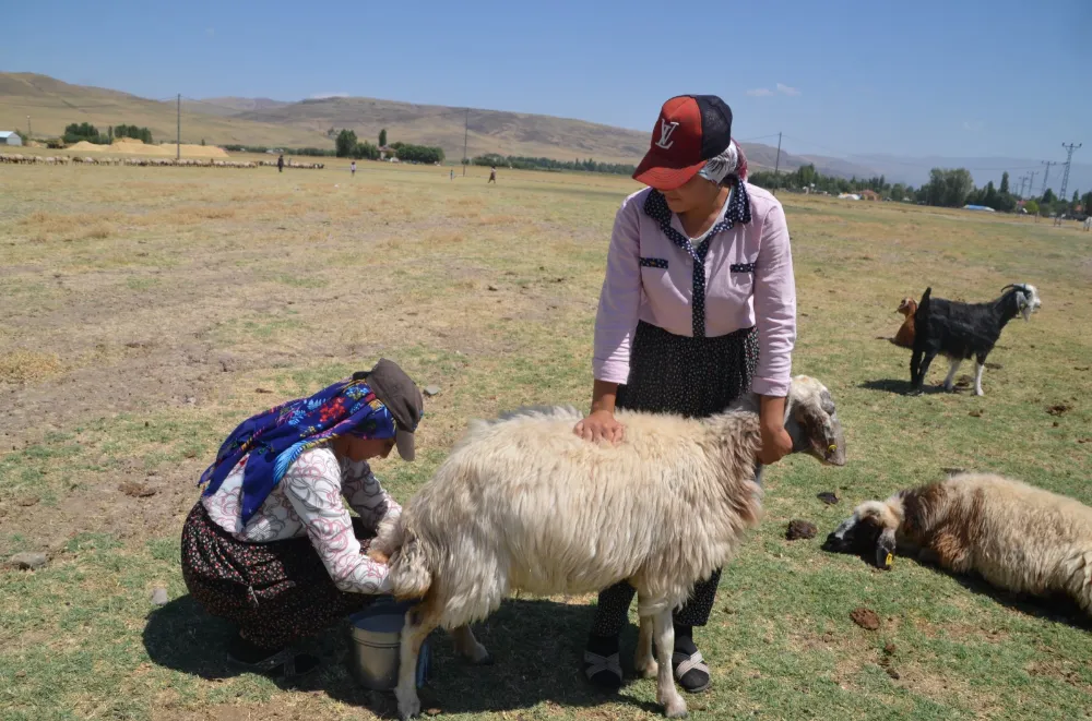 BERİVANLAR HER GÜN KİLOMETRELERCE YÜRÜYOR