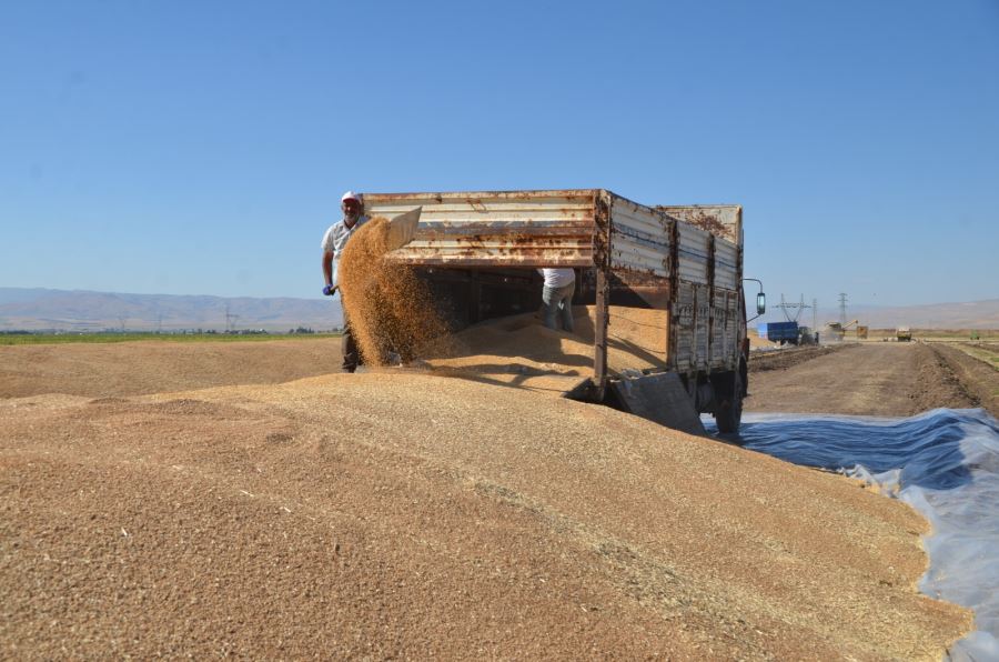 BUĞDAYDA REKOR REKOLTE