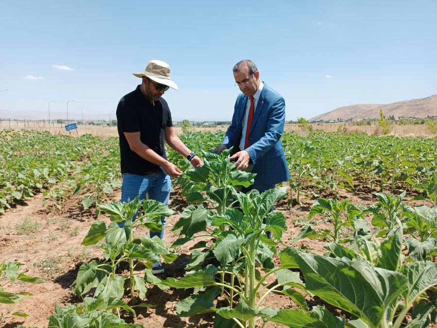 MAUN’DA ÜRÜN DENEMELERİ DEVAM EDİYOR