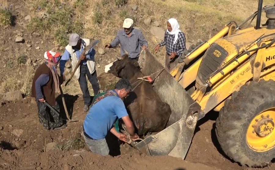 DEREYE DÜŞEN İNEK İŞ MAKİNESİYLE KURTARILDI
