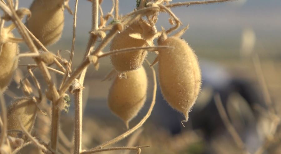 NOHUTLAR ELLE HASAT EDİLİYOR