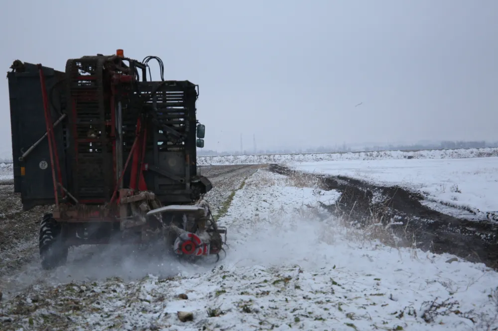 KAR ALTINDA ŞEKER PANCARI HASADI