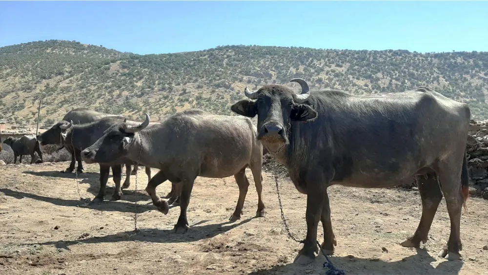 MANDA YETİŞTİRİCİLİĞİ UYGULAMA VE ARAŞTIRMA MERKEZİ RESMEN KURULDU