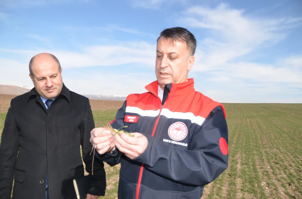 HUBUBAT REKOLTESİNDE ARTIŞ BEKLENİYOR