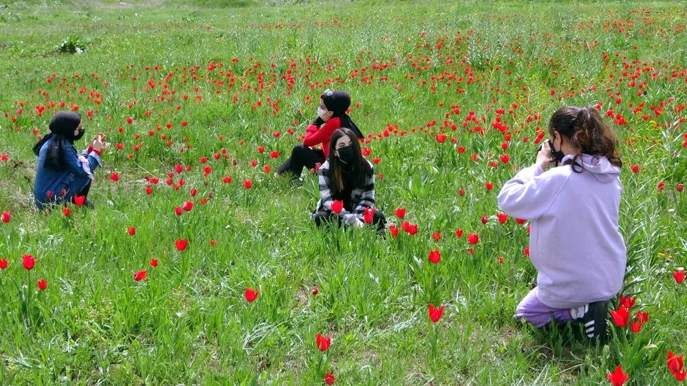 LALELER, MUŞ OVASINI KIRMIZIYA BÜRÜDÜ