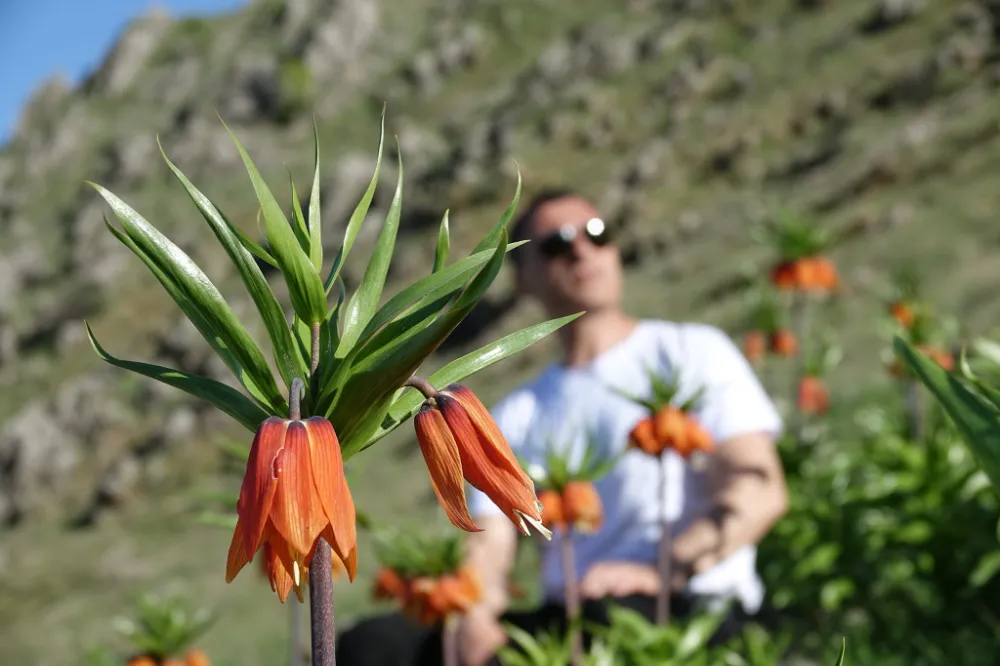 MUŞ OVASI’NA KARŞI AÇAN TERS LALELER DAĞLARI SÜSLEDİ