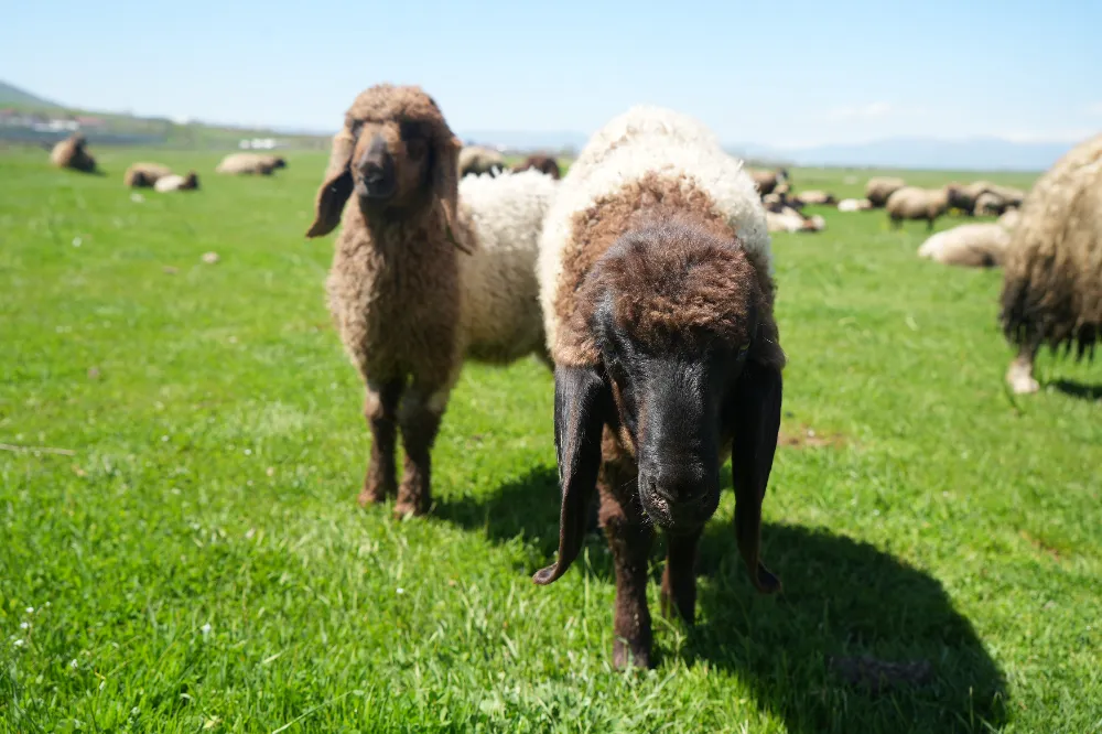 KUZU SATIŞLARINDAN KENT EKONOMİSİNE 1 MİLYAR LİRA GELİR BEKLENİYOR