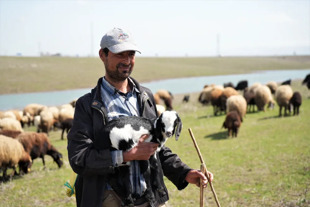 MUŞ OVASI OĞLAK VE KUZULARIN SESİYLE ŞENLENDİ