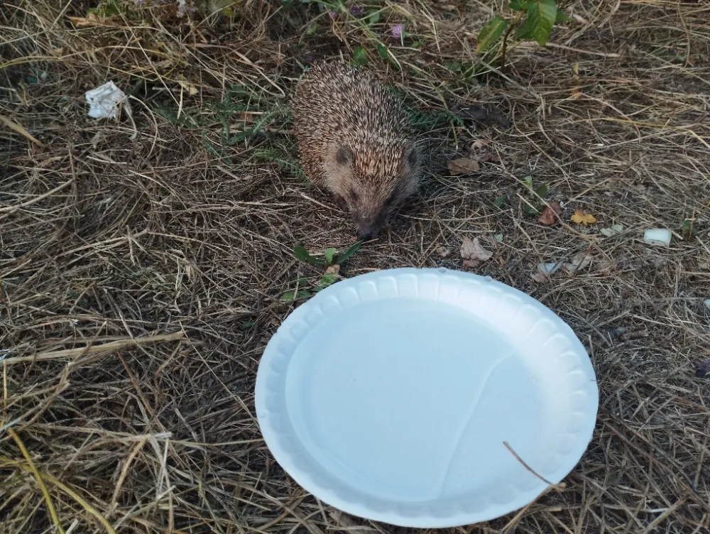 BİTKİN DÜŞEN KİRPİ ETLE BESLENDİ