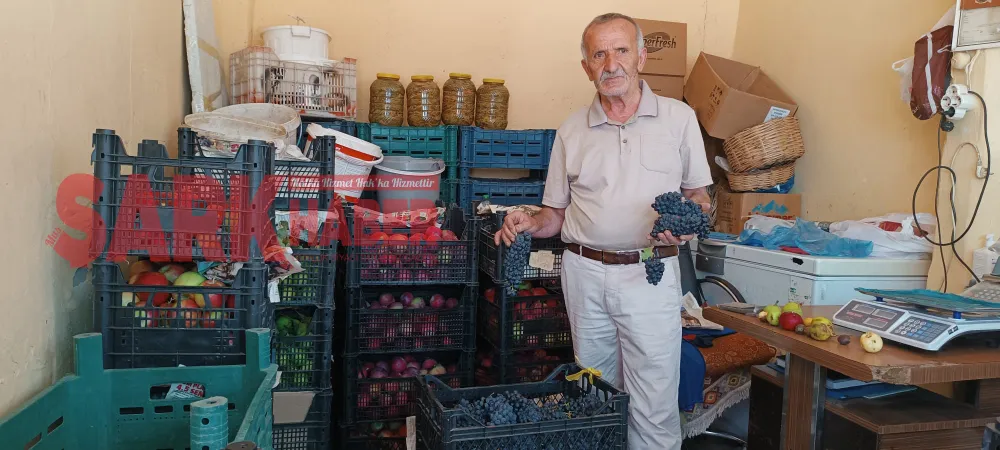 MUŞ ÜZÜMÜ TEGAHLARI SÜSLEMEYE BAŞLADI