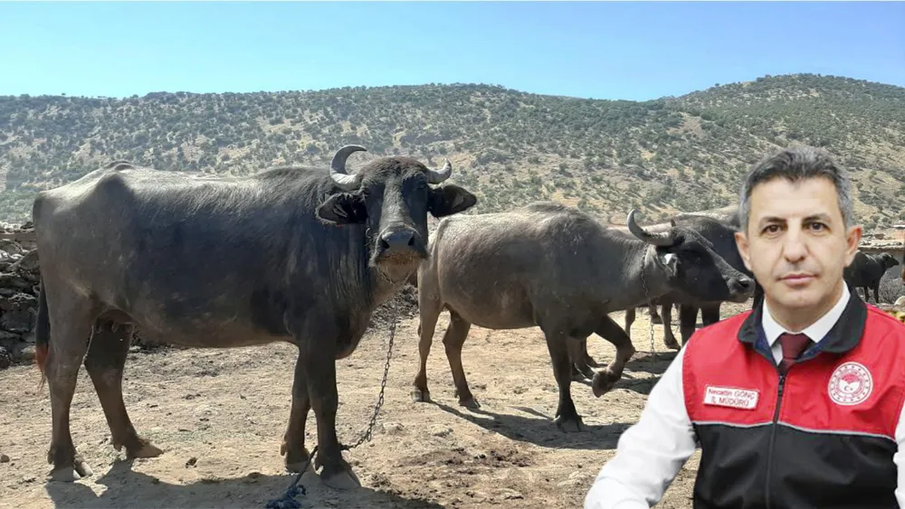 YENİ DESTEK MODELİYLE MUŞ’TA MANDA YETİŞTİRİCİLİĞİ İVME KAZANDI
