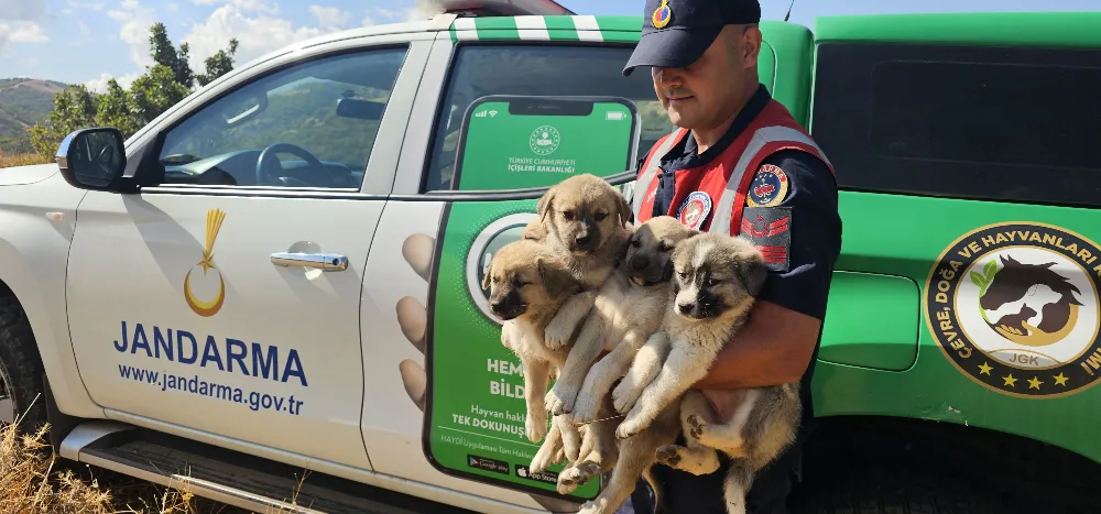 ORMANA TERK EDİLEN YAVRU KÖPEKLER KURTARILDI