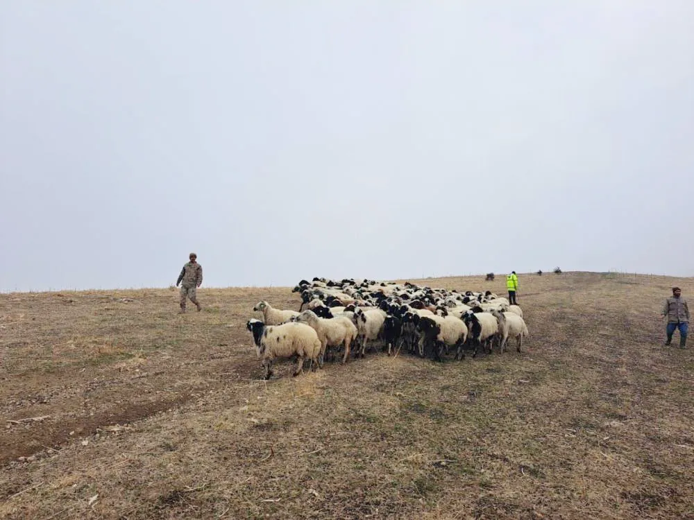 JANDARMA ARAZİDE KAYBOLAN KÜÇÜKBAŞ HAYVANLARI BULARAK SAHİBİNE TESLİM ETTİ