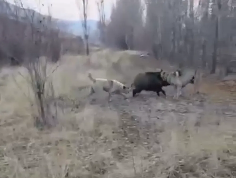 KÖYDE YABAN DOMUZU İLE ÇOBAN KÖPEKLERİ ARASINDA KOVALAMACA