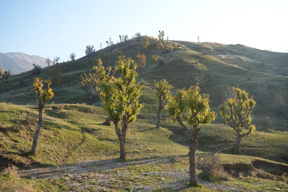 KÖYLÜLERİ ŞAŞIRTAN OLAY: MEŞELER KIŞ KAPIDAYKEN YENİDEN YEŞERDİ