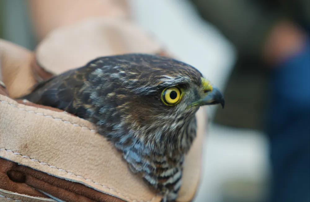 YARALI HALDE BULUNAN ATMACA TEDAVİ ALTINA ALINDI