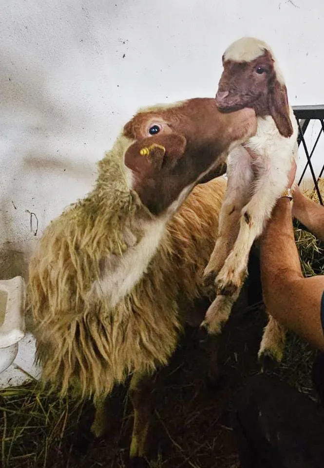 PROJE KAPSAMINDA PLANLI KUZULAMALAR BAŞLADI