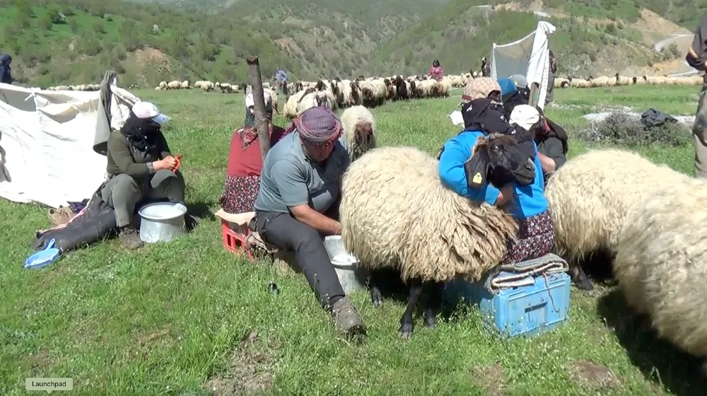 MUŞ YAYLALARINDA GÖÇERLERİN SÜT SAĞIM MESAİSİ BAŞLADI