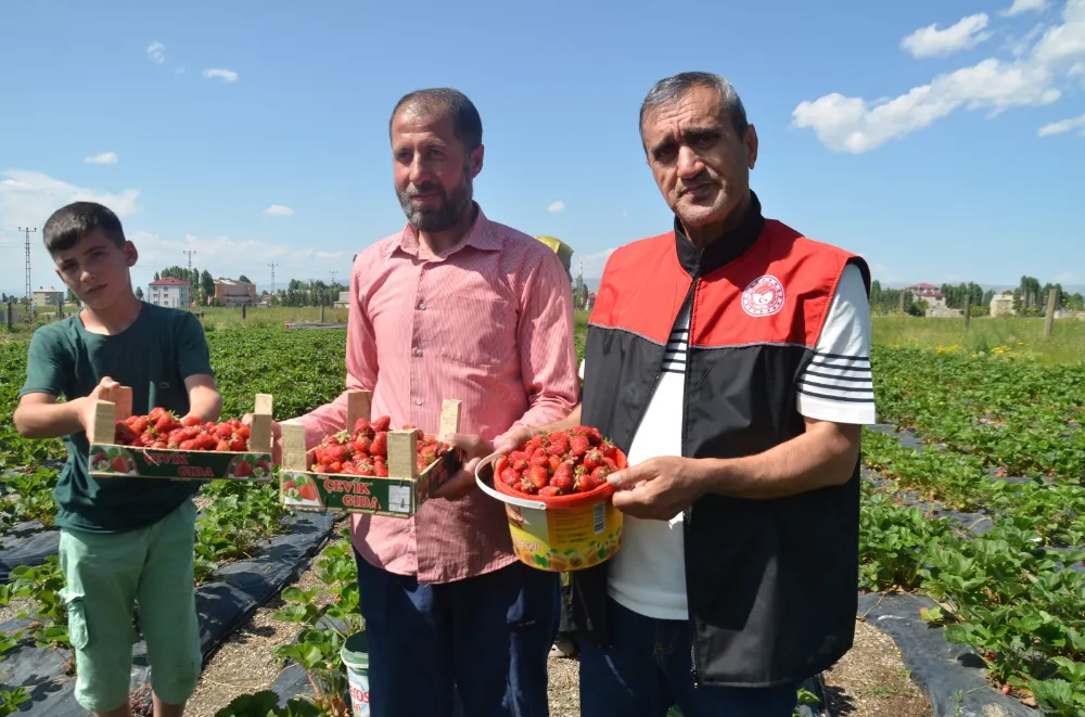 HASKÖY ÇİLEĞİ TÜTÜNÜN YERİNİ ALDI