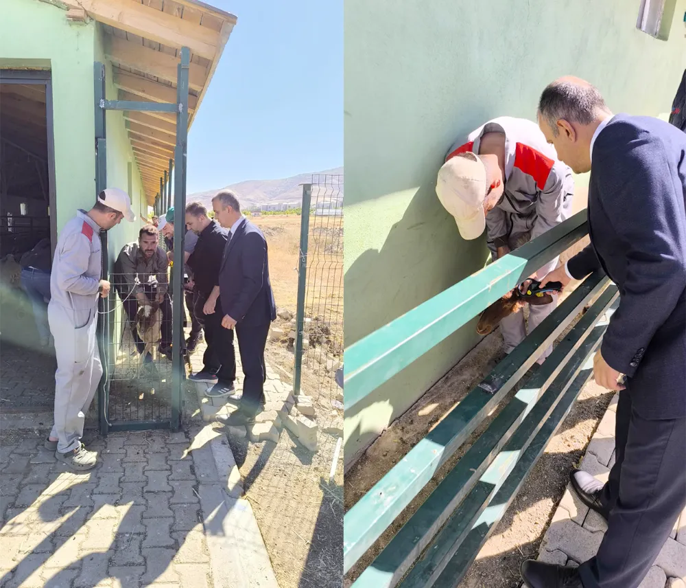 ÜNİVERSİTE ÇİFTLİĞİNDEKİ KOYUNLARA ÇİP TAKILDI