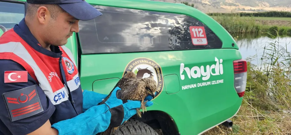 DOĞADA YARALI BULUNAN KARTAL KORUMA ALTINA ALINDI