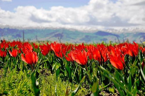 KORKUT`TA 4. LALE FESTİVALİ DÜZENLENECEK