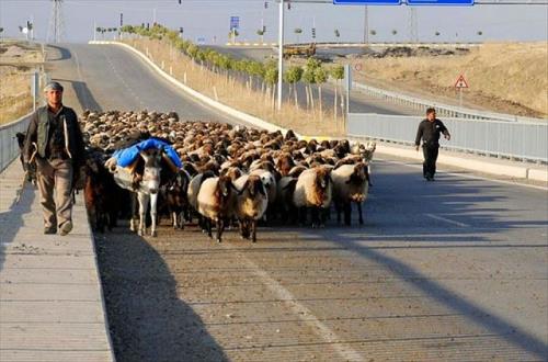 BESİCİLER GERİ DÖNMEYE BAŞLADI