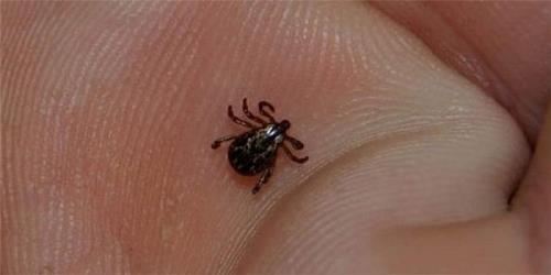 UZMANLAR KENE İÇİN UYARDI