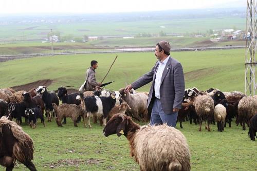 BESİCİLER, HAYVANLARINI MERALARA ÇIKARDI