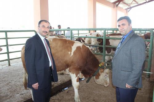 DAMIZLIK BOĞA DAĞITIMI SÜRÜYOR