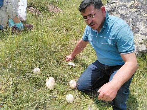 ZEHİRLİ MANTARLARA DİKKAT!